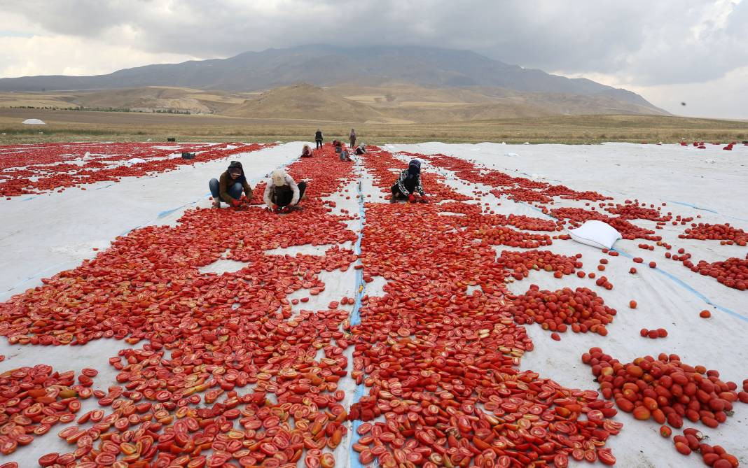 Süphan Dağı’nda yetişiyor 12 kilodan 1 kilo çıkıyor. Türkler 1 kilo bile alamıyor - Resim: 22
